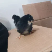 جوجه مرغ سه روزه