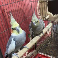 عروس هلندی مولد|پرنده|نوشهر, |دیوار