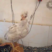 جوجه گلین
