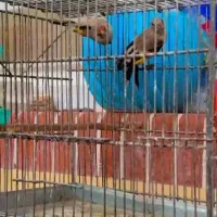 سهره نر کرمونی|پرنده|سیرجان, |دیوار