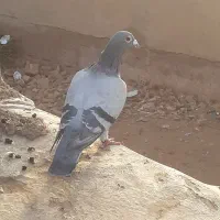 اهواز سوسنگرد|پرنده|اهواز, بهارستان|دیوار