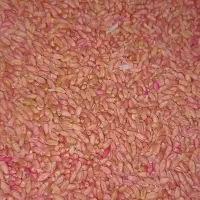 فروش گندم بذری