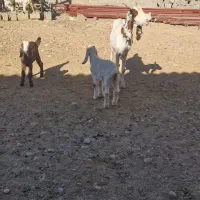 بزگلابی نربز میش بره و...|حیوانات مزرعه|لردگان, |دیوار