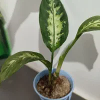 تعدادی گل|گل و گیاه طبیعی|زنجان, |دیوار