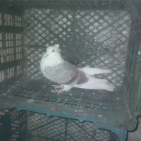 کفتر پرشی|پرنده|خمینی‌شهر, |دیوار