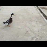 اوردک نر سرحال