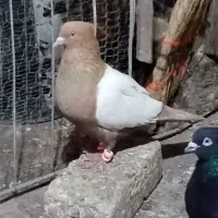 5حیوان اس قلدر