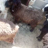 بره نر سبک .موقعیت کوار