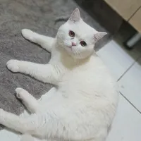 اسکاتیش خوشگل