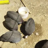 مرغ شاخدار