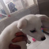 سگ پامر|سگ|صباشهر, |دیوار