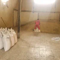 خوراک دام عمده|خدمات باغبانی و درختکاری|رامهرمز, |دیوار