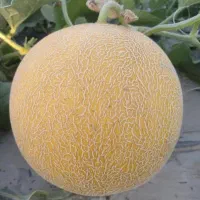 اجاره شیش هکتار زمین کشاورزی وحدتیه|اجارهٔ دفتر صنعتی، کشاورزی، تجاری|وحدتیه, |دیوار