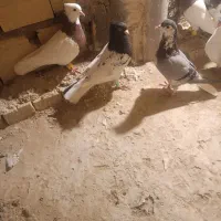 کبوتر|پرنده|تربت جام, مطهری|دیوار