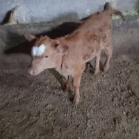 گاوسیمینتال|حیوانات مزرعه|دهگلان, |دیوار