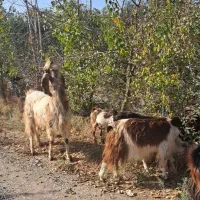 فروش بز وبزغاله|حیوانات مزرعه|مرند, |دیوار