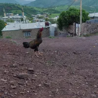 خروس لاری
