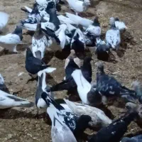 کفتر یا کبوتر|پرنده|چناران, |دیوار