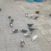 کفتر