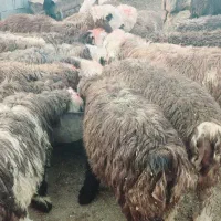 فروش بره و میش و بز جوان