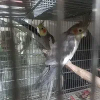 عروس هلندی مولد وسخنگو ومرغ عشق رنگین کمان|پرنده|کهریزک, |دیوار