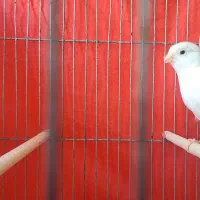 قناری وایت فکتور اورجینال نر و سیلور اورجینال ماده