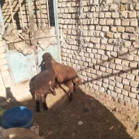 دو راس بره اذوغه خور نر و ماده