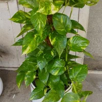 گل گیاه|خدمات باغبانی و درختکاری|نیشابور, پنجراه|دیوار