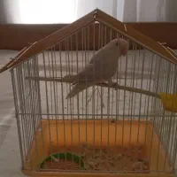 طوطی برزیلی سفید|پرنده|مشکیندشت, |دیوار