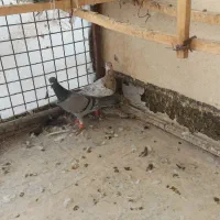 یک جفت هفت رنگ آث|پرنده|محمدیه-قزوین, |دیوار