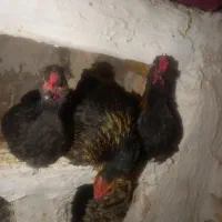 مرغ پاکوتا|پرنده|چالدران, |دیوار