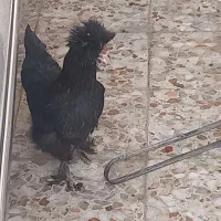 مرغ سلطان