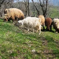 گوسفند کرایه میخوام جا دارم