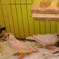 فنچ زیبا سالم|پرنده|تهران, فردوس|دیوار