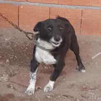 سگ پاکوتاه|سگ|بهشهر, |دیوار