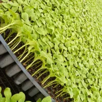 نشا بادمجان گوجه فلفل هندوانه جانا|خدمات باغبانی و درختکاری|میناب, |دیوار