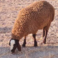 بره ماده مهربانی درجه یک گوسفند میش