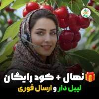 فروش انواع نهال گیلاس دانه درشت پربار باارسال فوری