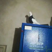 3عدد کفتر نر گرفتنی یجا 1میلیون و 400