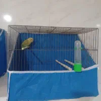 کوتوله|پرنده|اصفهان, عاشقآباد|دیوار