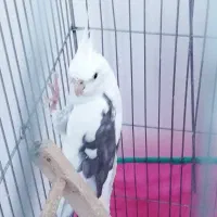 یک جف عروس هلندی