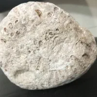 فسیل|کلکسیون اشیاء عتیقه|پاکدشت, پاکدشت (مامازند)|دیوار