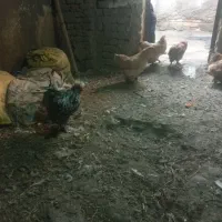 مرغ برهماوغوغاز|حیوانات مزرعه|بروجرد, |دیوار