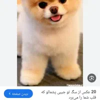 سگ پیدا شده