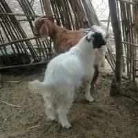 فروش دوتاکهره نر چاق