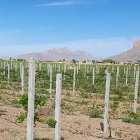 پایه بتنی فنس و انگور داربستی