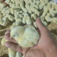 جوجه دوهفته ای وجدید