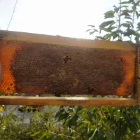 عسل طبیعی کرده دار|خوردنی و آشامیدنی|سرعین, |دیوار