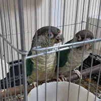 ۳جفت گیرینچیک مولد|پرنده|پاکدشت, پاکدشت (مامازند)|دیوار