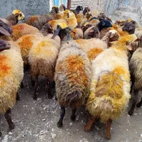 43راس گوسفندمیش با بره|حیوانات مزرعه|کلیائی, |دیوار